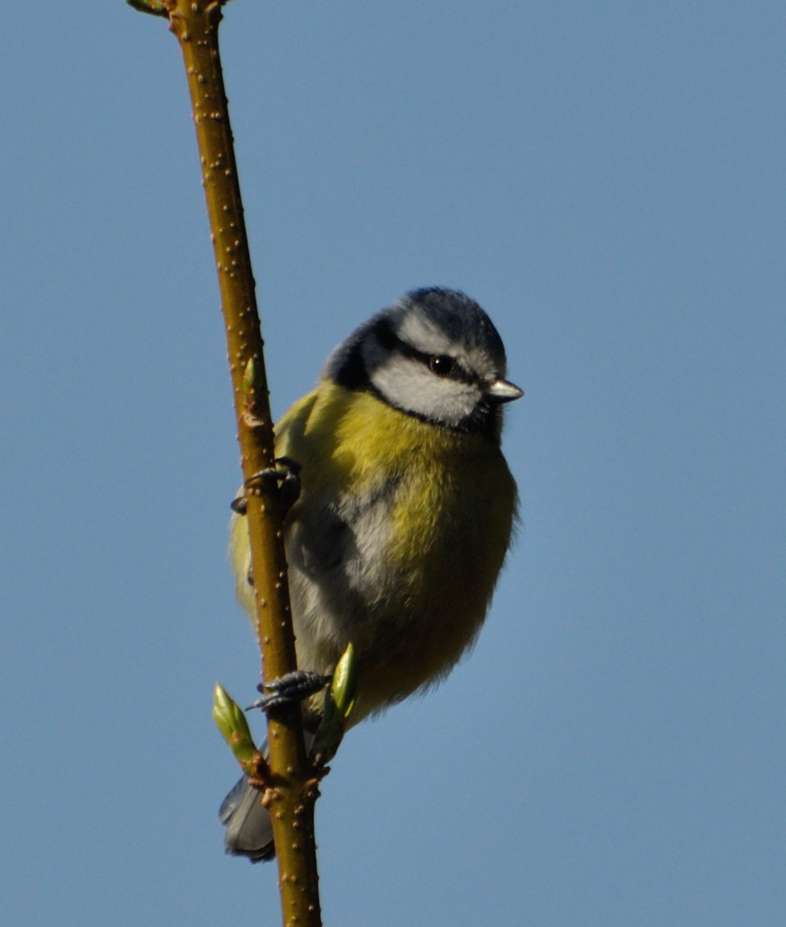 Eurasian Blue Tit
