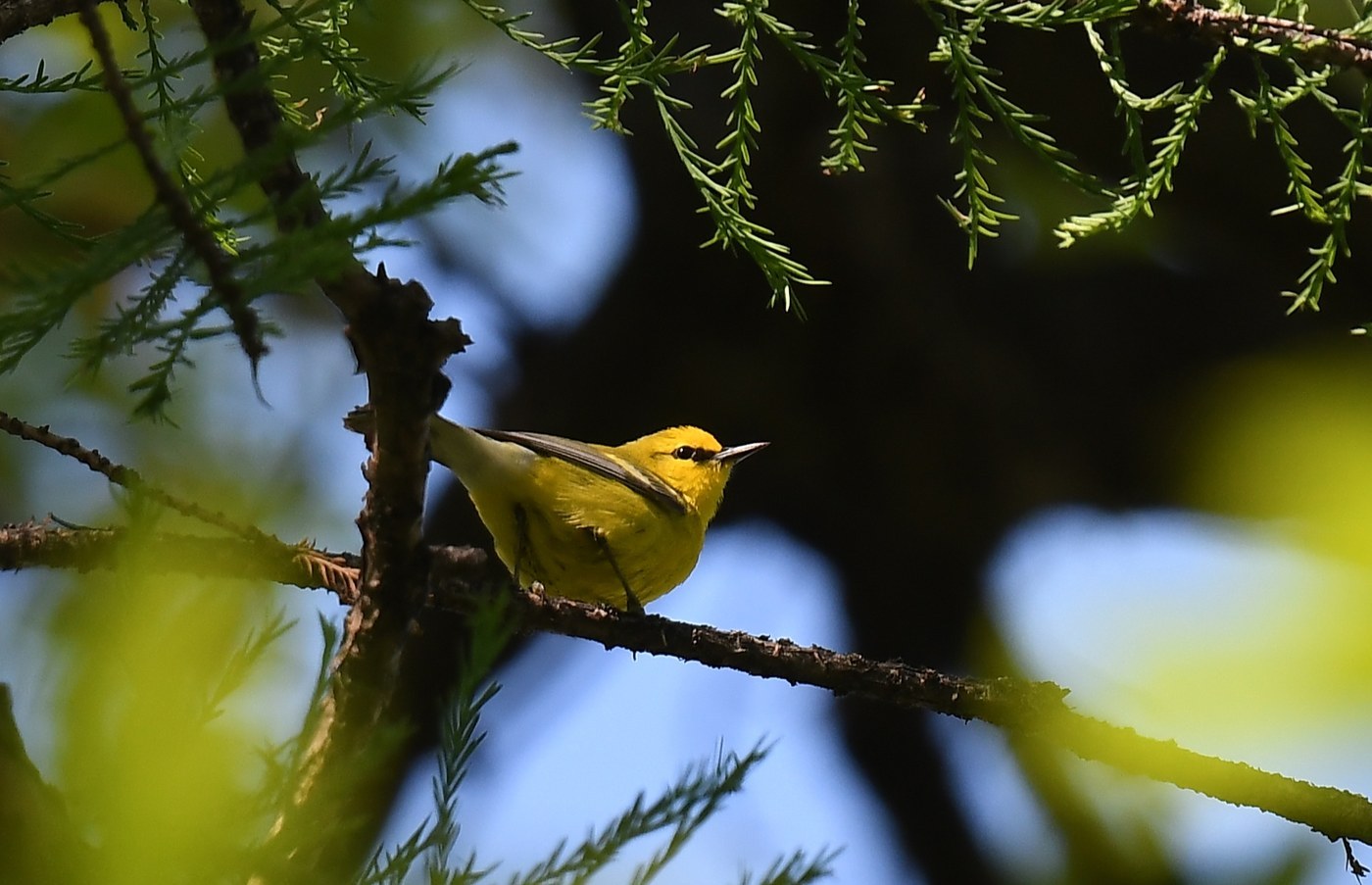 Blue-winged Warbler