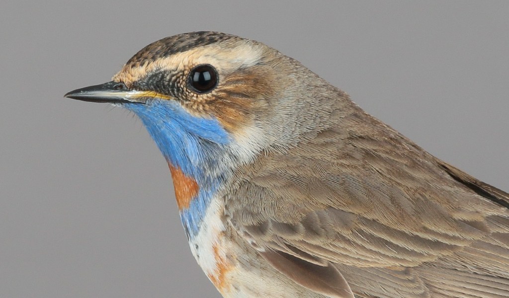 Bluethroat