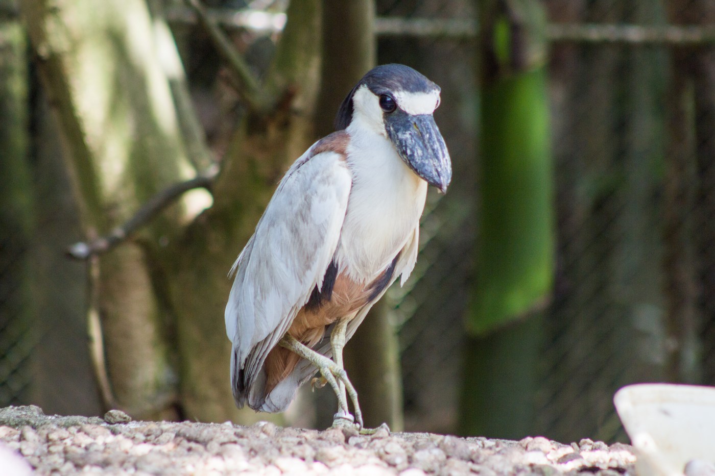 Boat-billed Heron