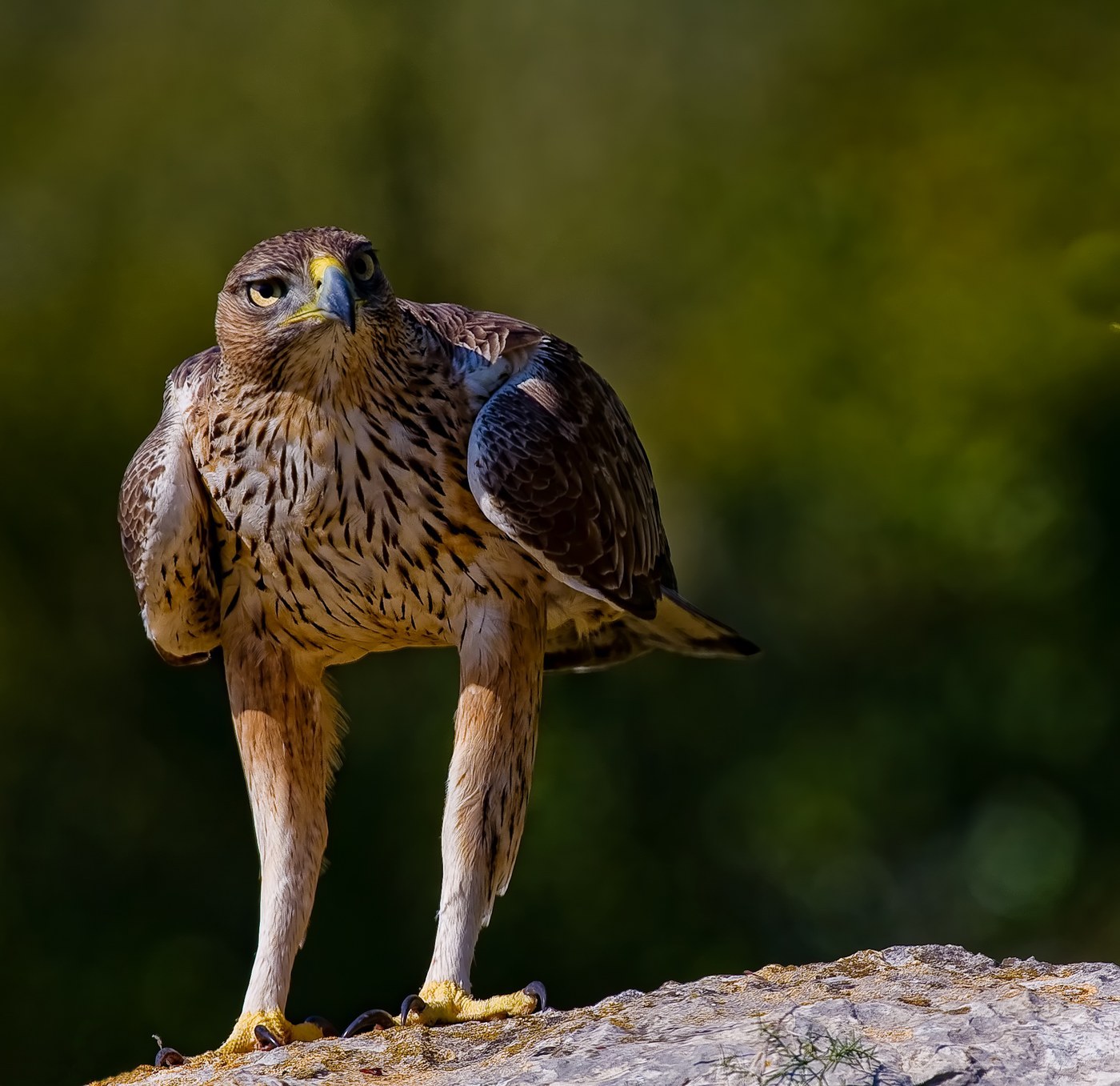 Bonelli's Eagle