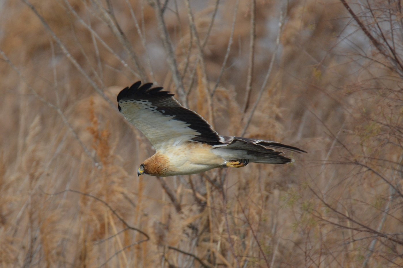 Booted Eagle