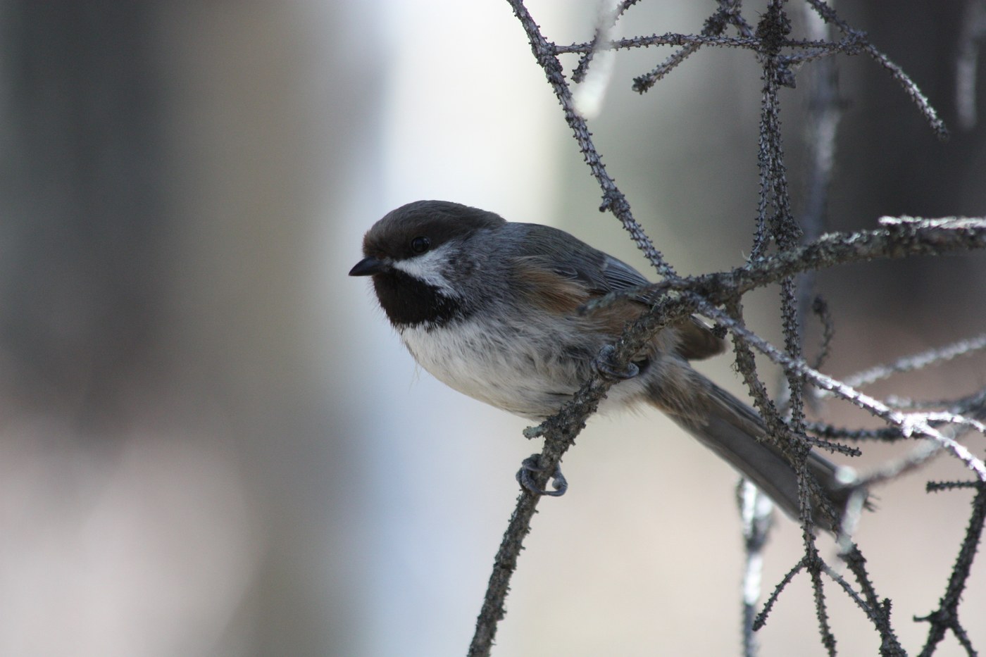 Boreal Chickadee