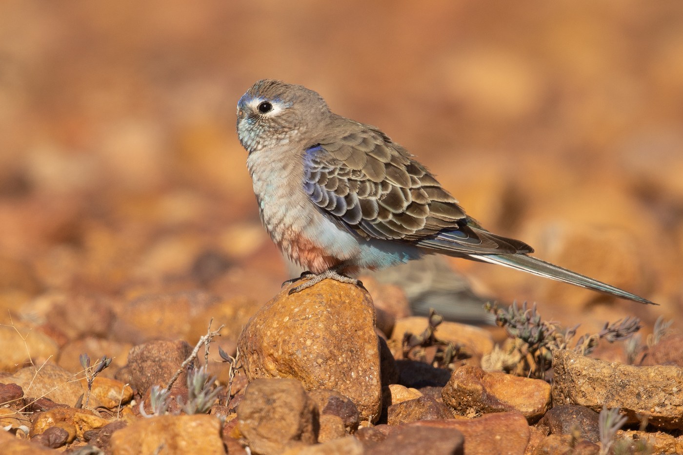 Bourke's Parrot