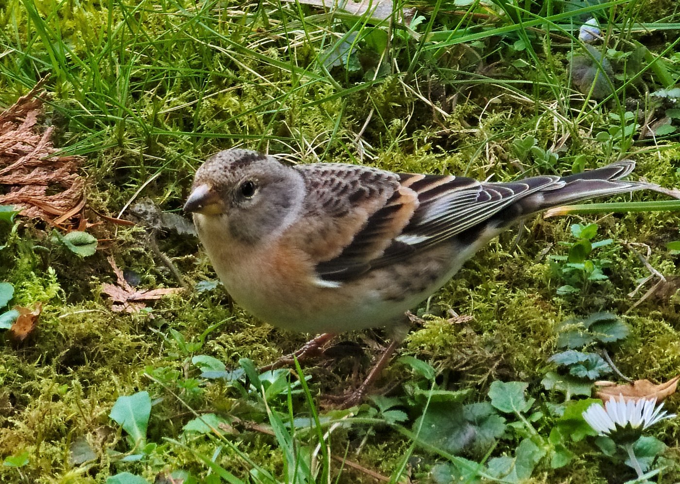 Brambling