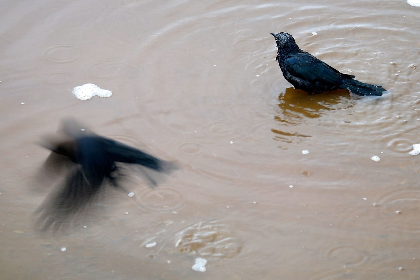 Brewer's Blackbird