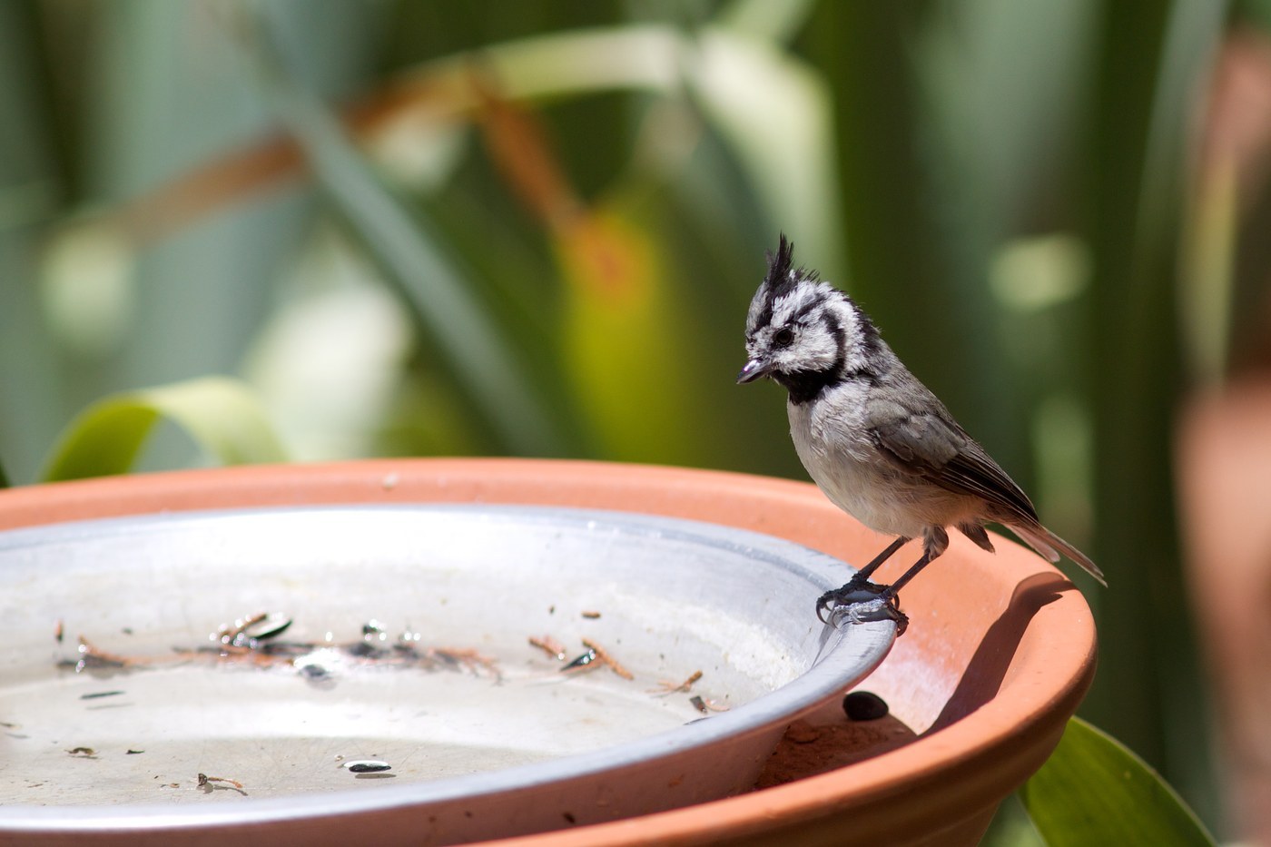Bridled Titmouse