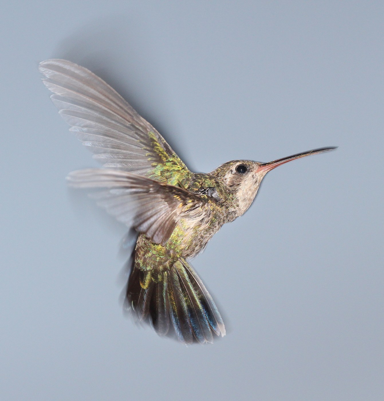 Broad-billed Hummingbird