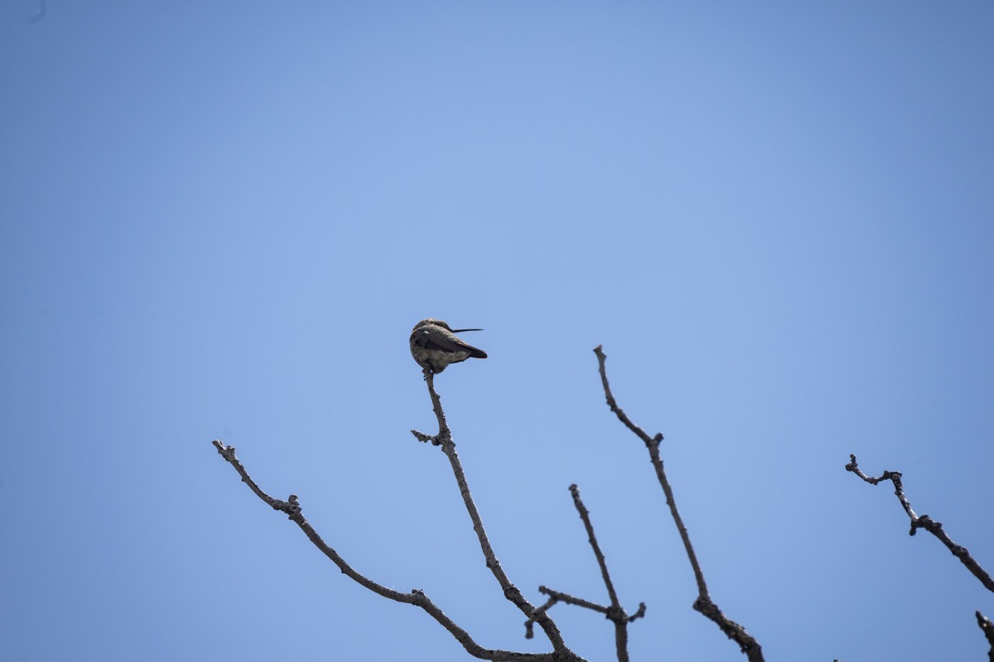 Broad-tailed Hummingbird