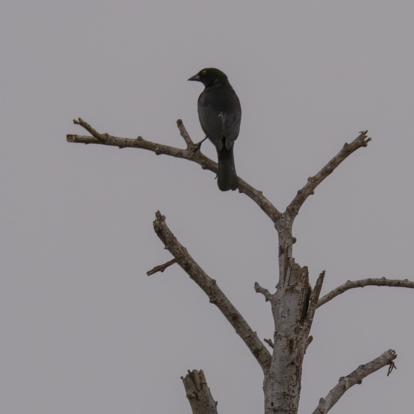 Bronzed Cowbird