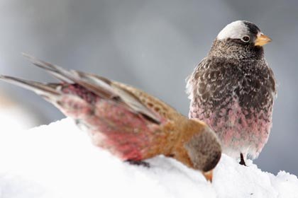 Brown-capped Rosy-Finch