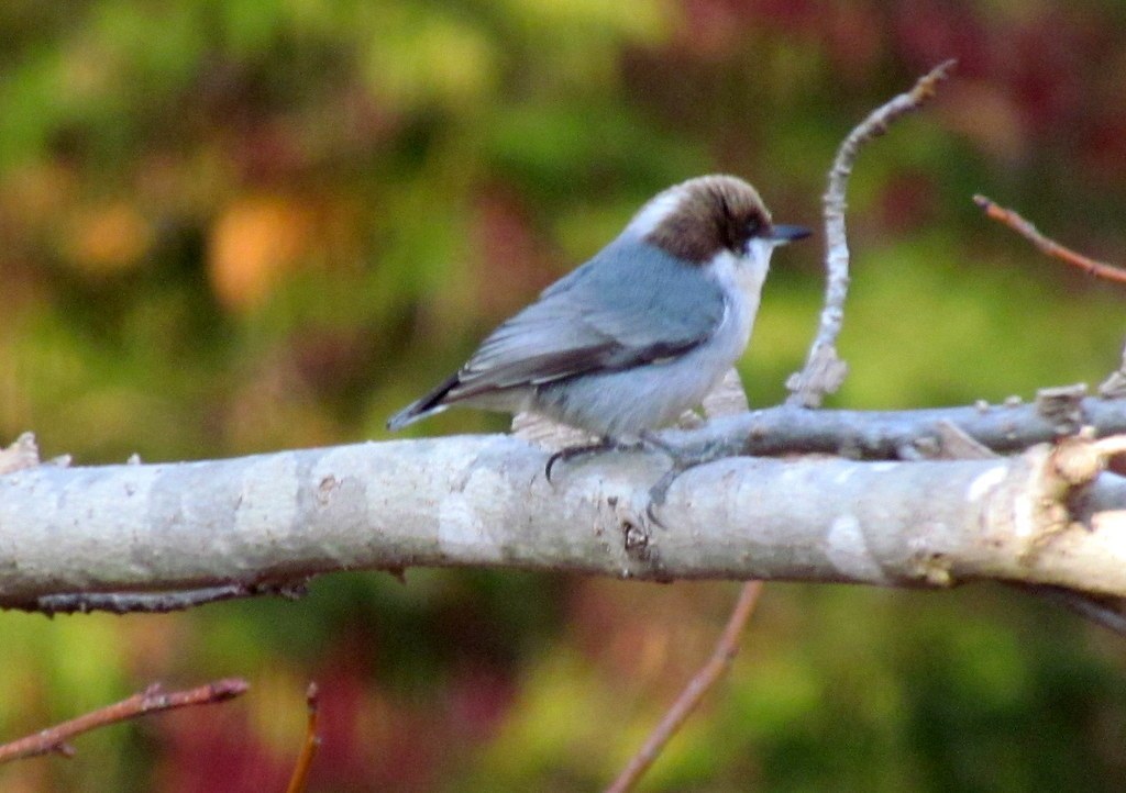 Brown-headed Nuthatch