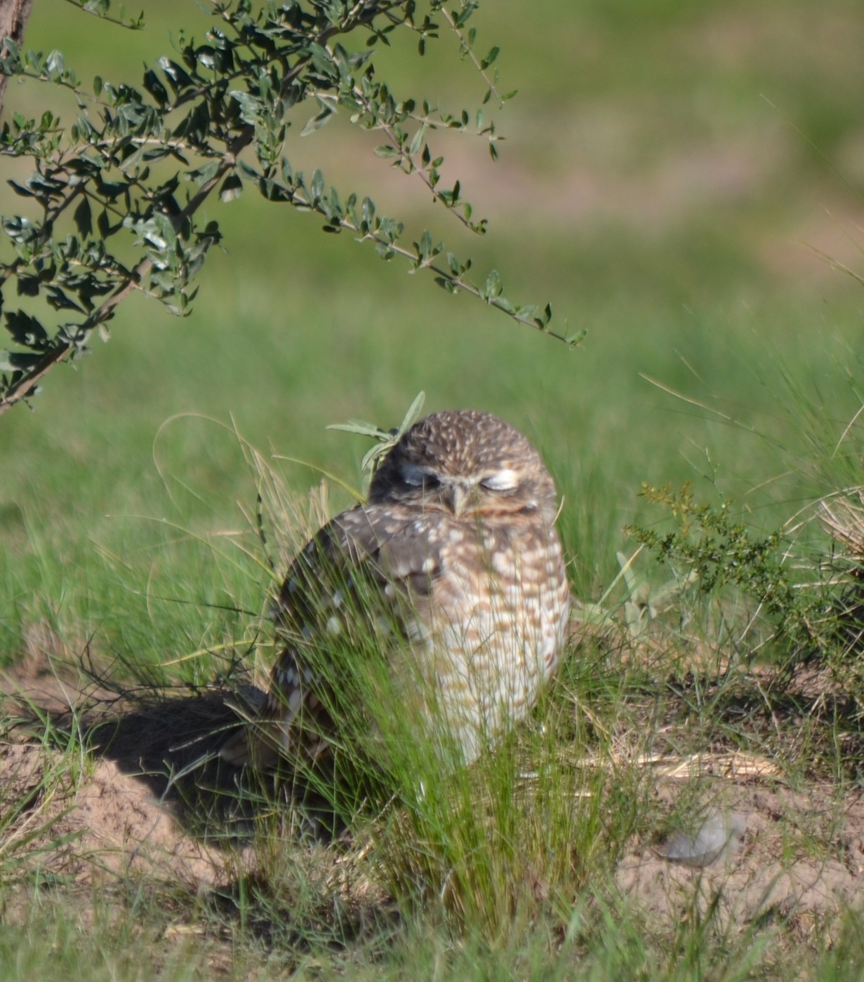 Burrowing Owl