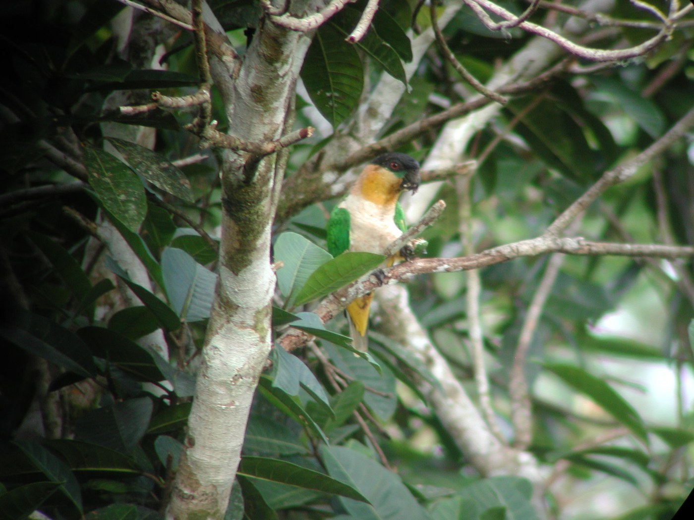 Black-headed Caique