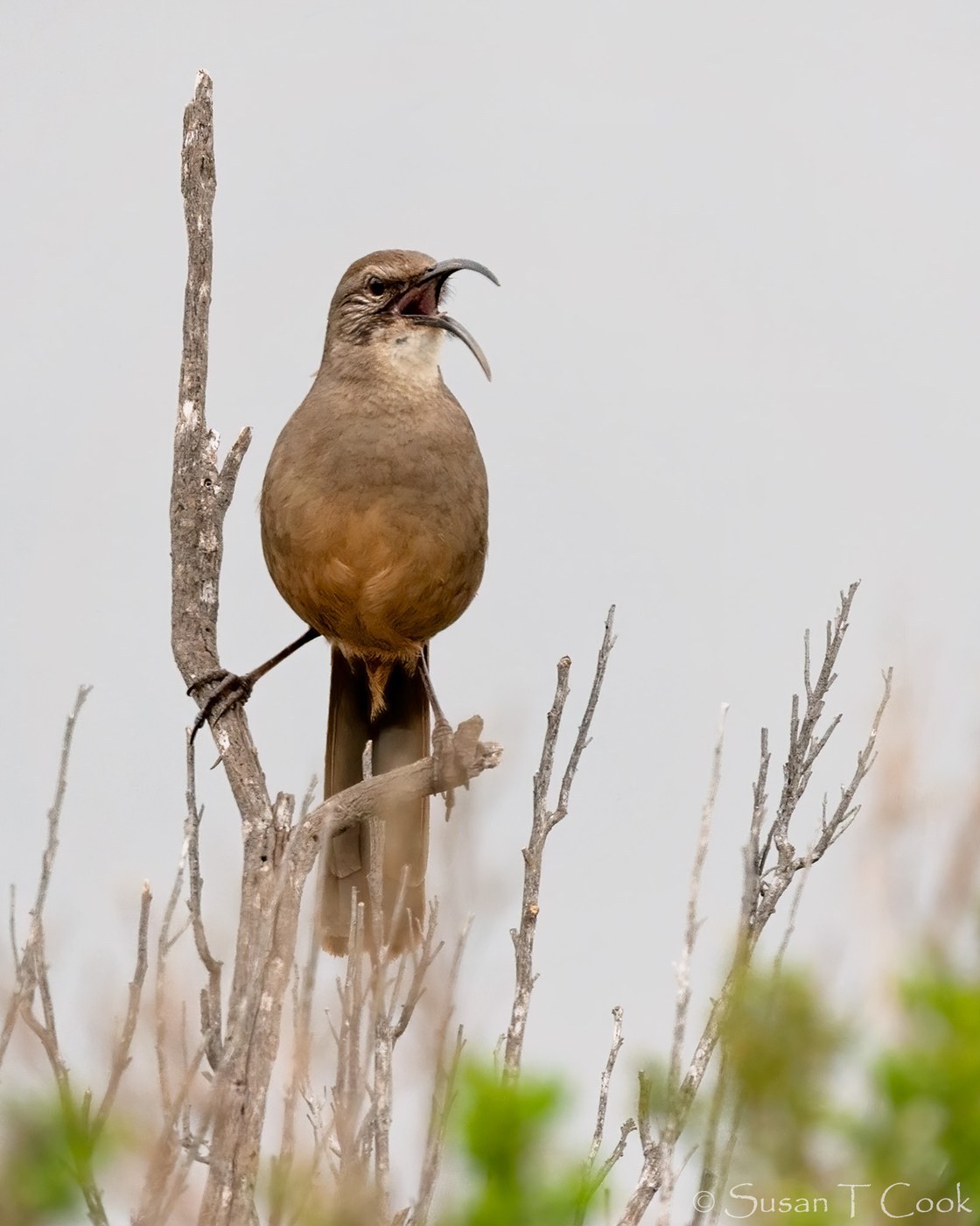 California Thrasher