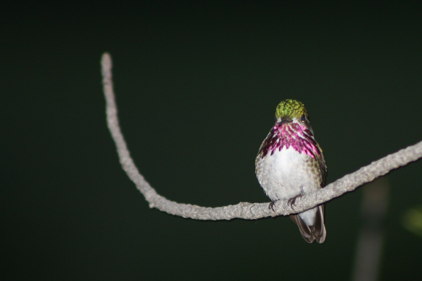 Calliope Hummingbird