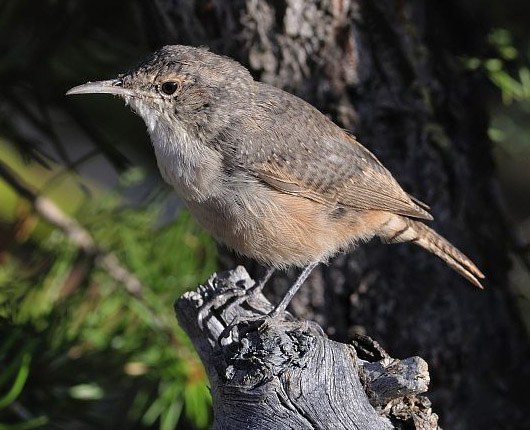 Canyon Wren