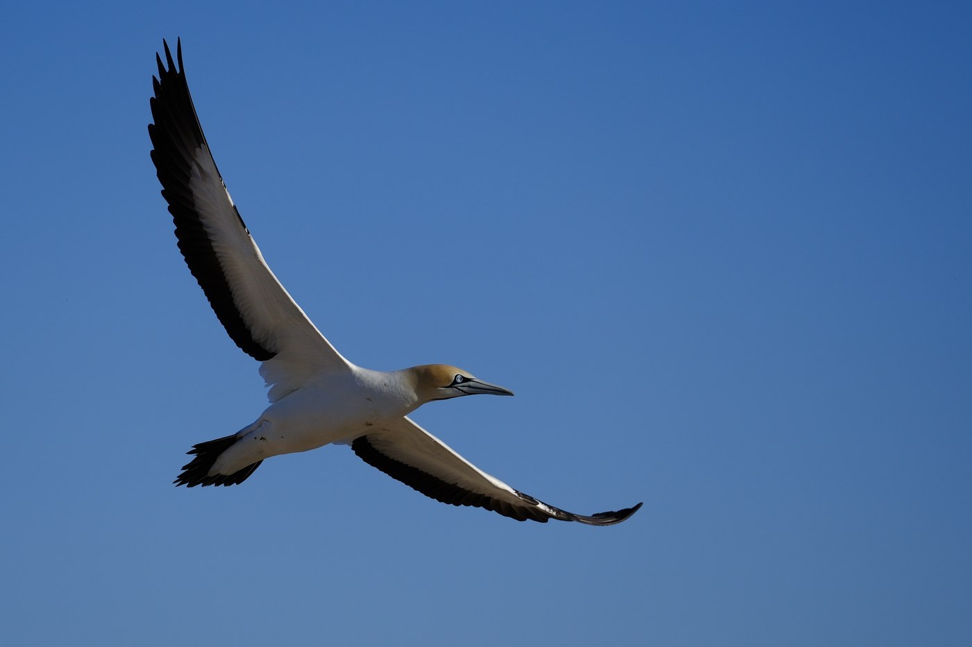 Cape Gannet