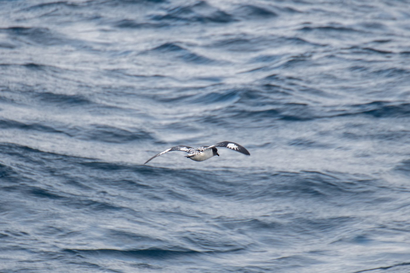 Cape Petrel