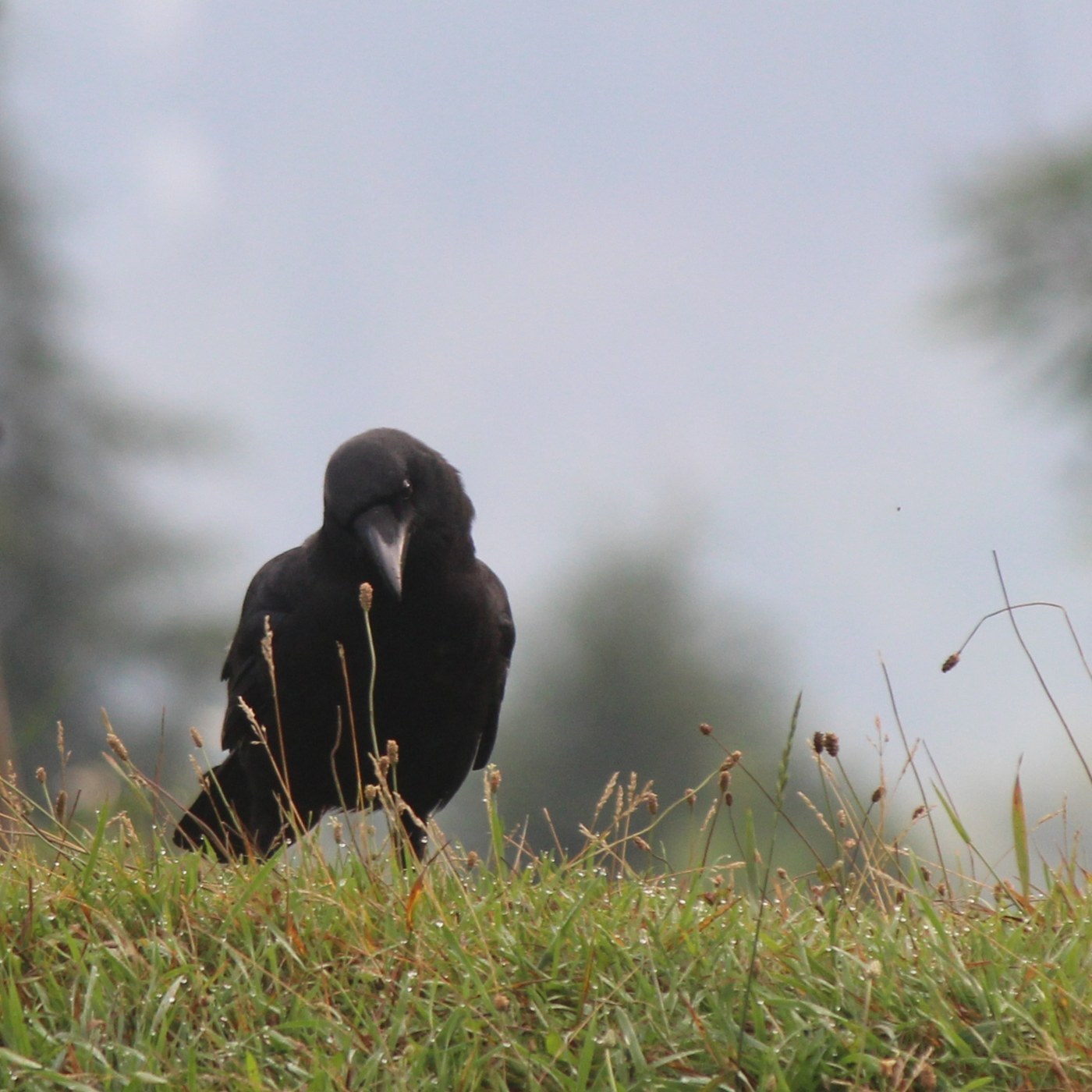 Carrion Crow