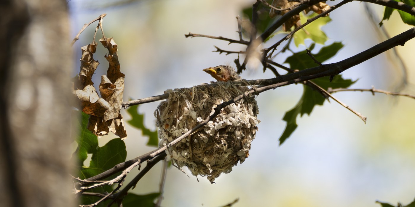 Cassin's Vireo