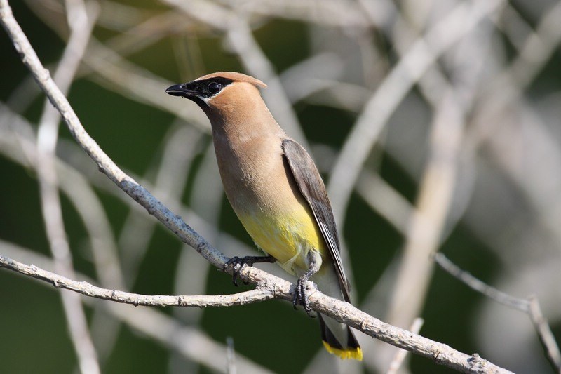 Cedar Waxwing