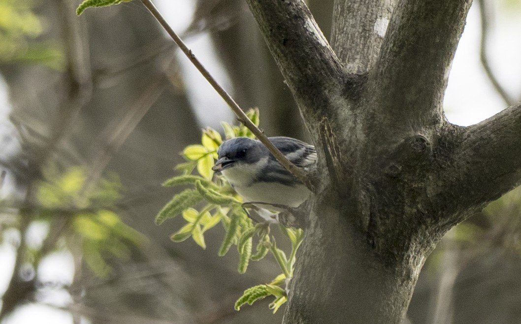 Cerulean Warbler