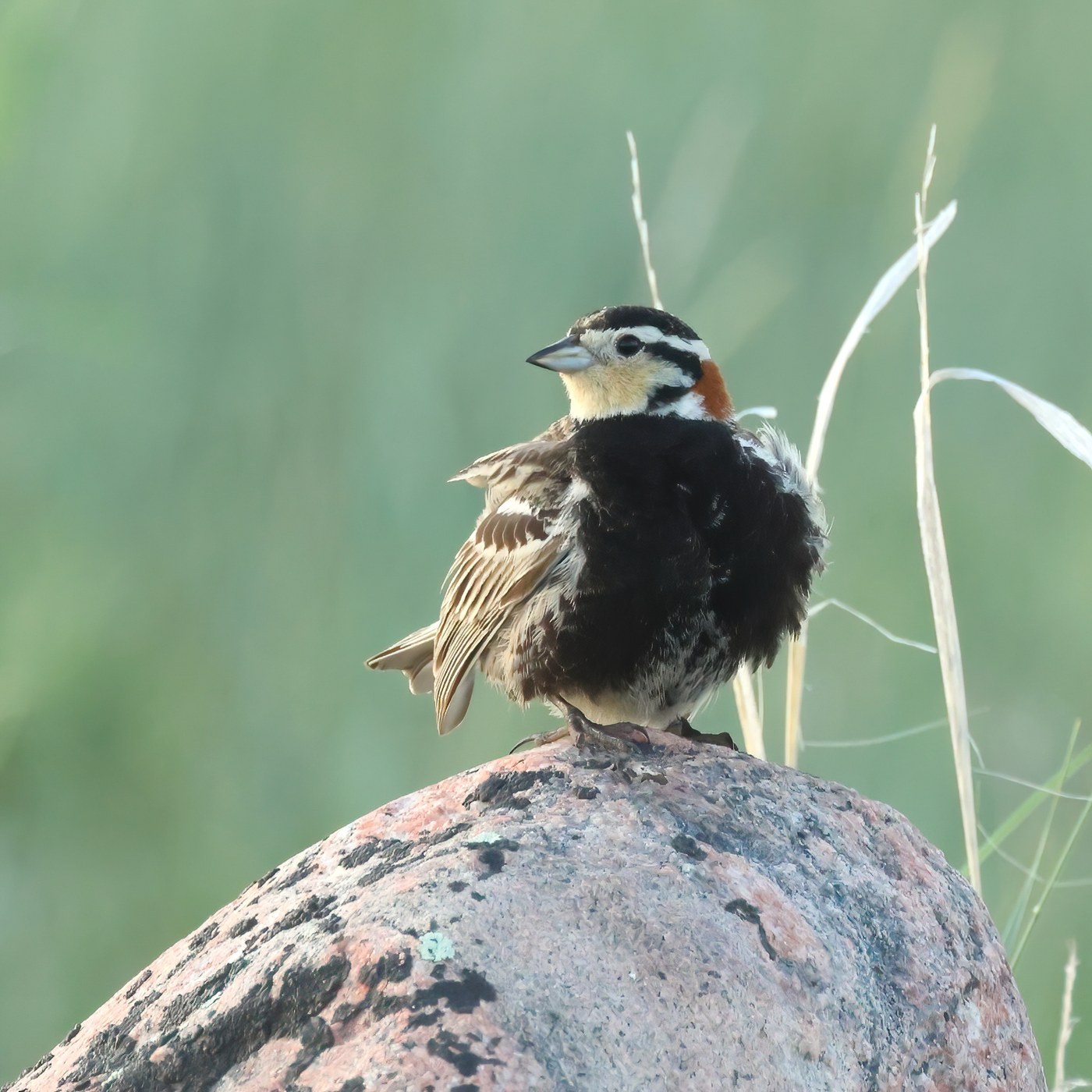 Chestnut-collared Longspur