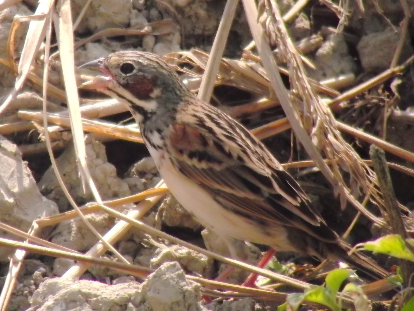 Chestnut-eared Bunting
