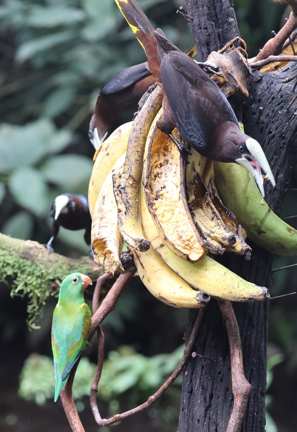 Chestnut-headed Oropendola