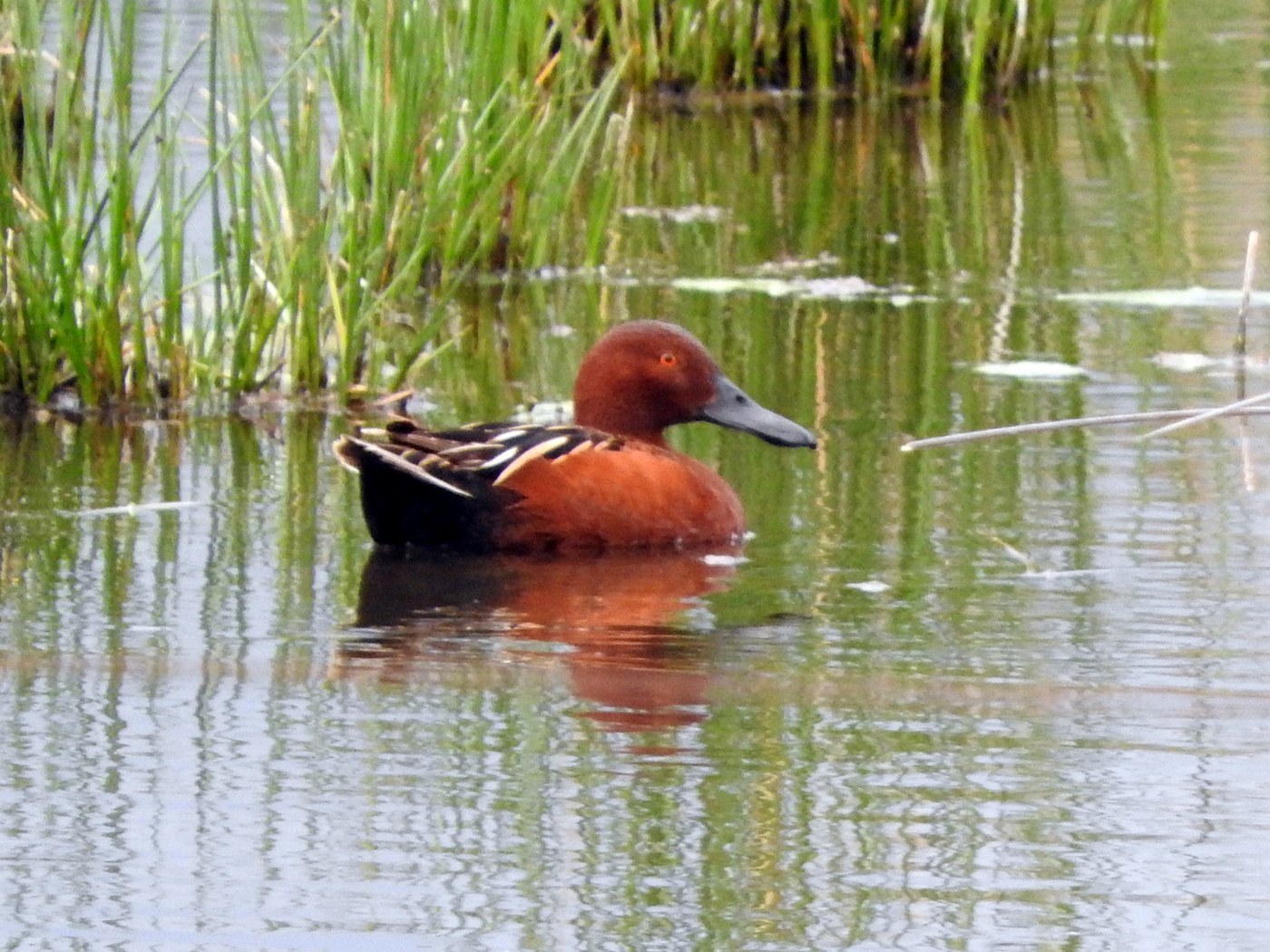 Cinnamon Teal