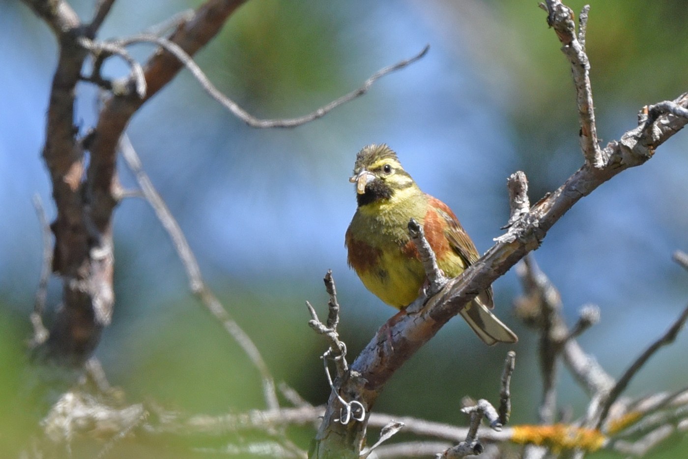 Cirl Bunting