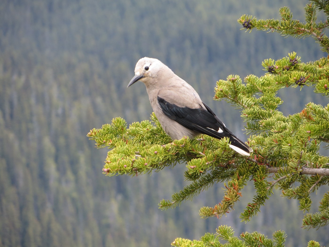Clark's Nutcracker