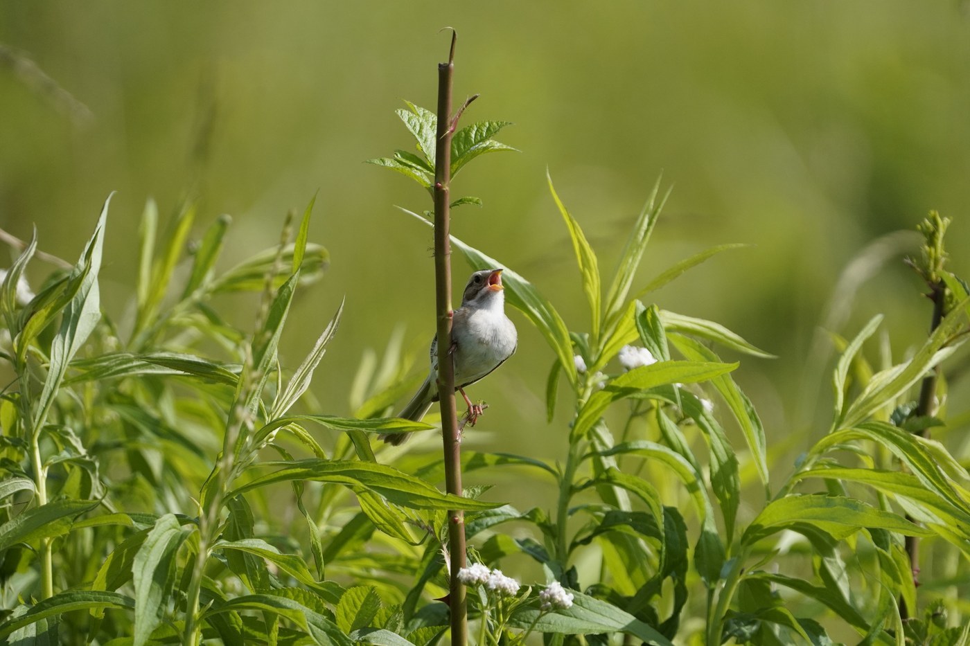 Clay-colored Sparrow