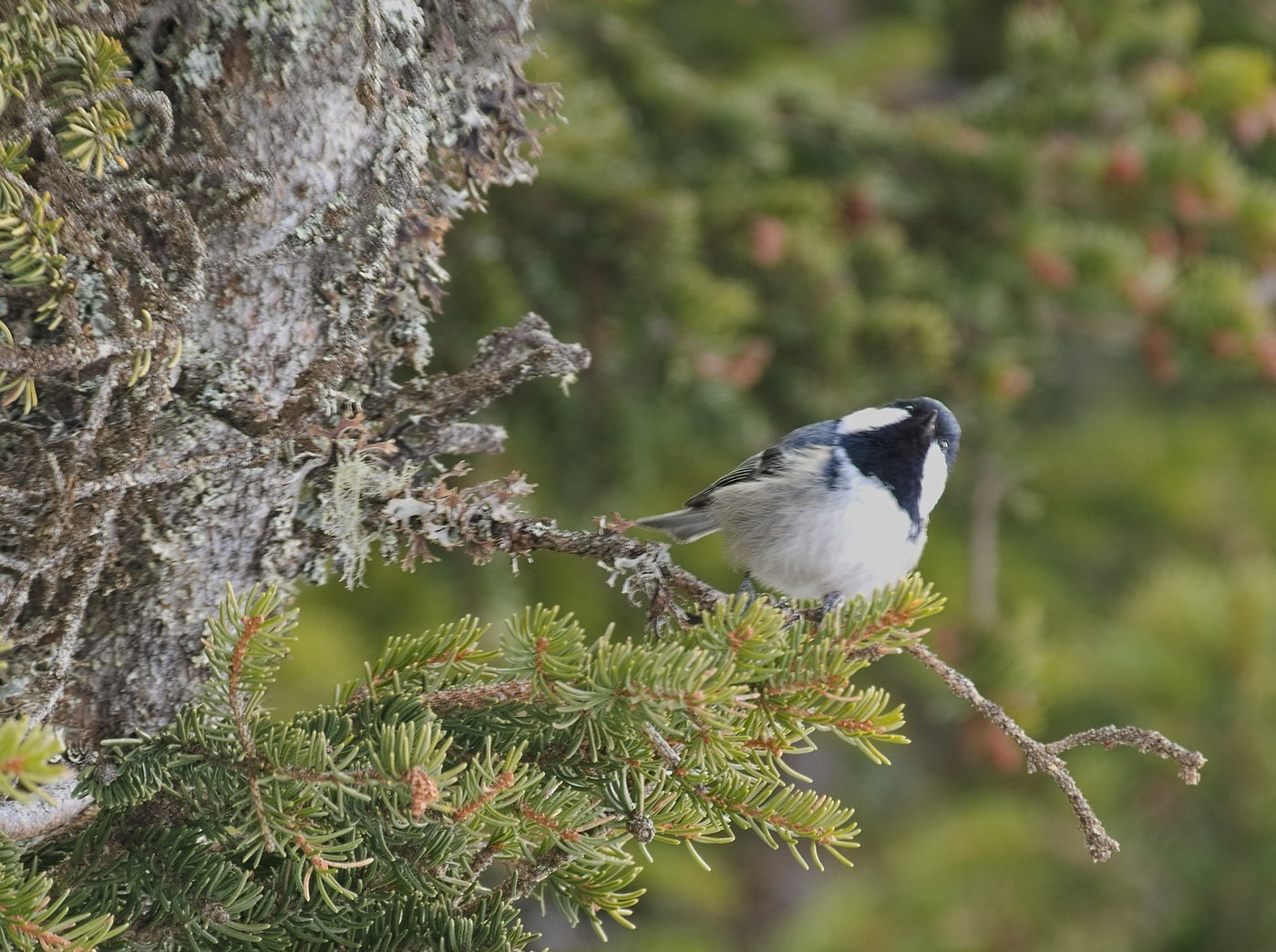 Coal Tit