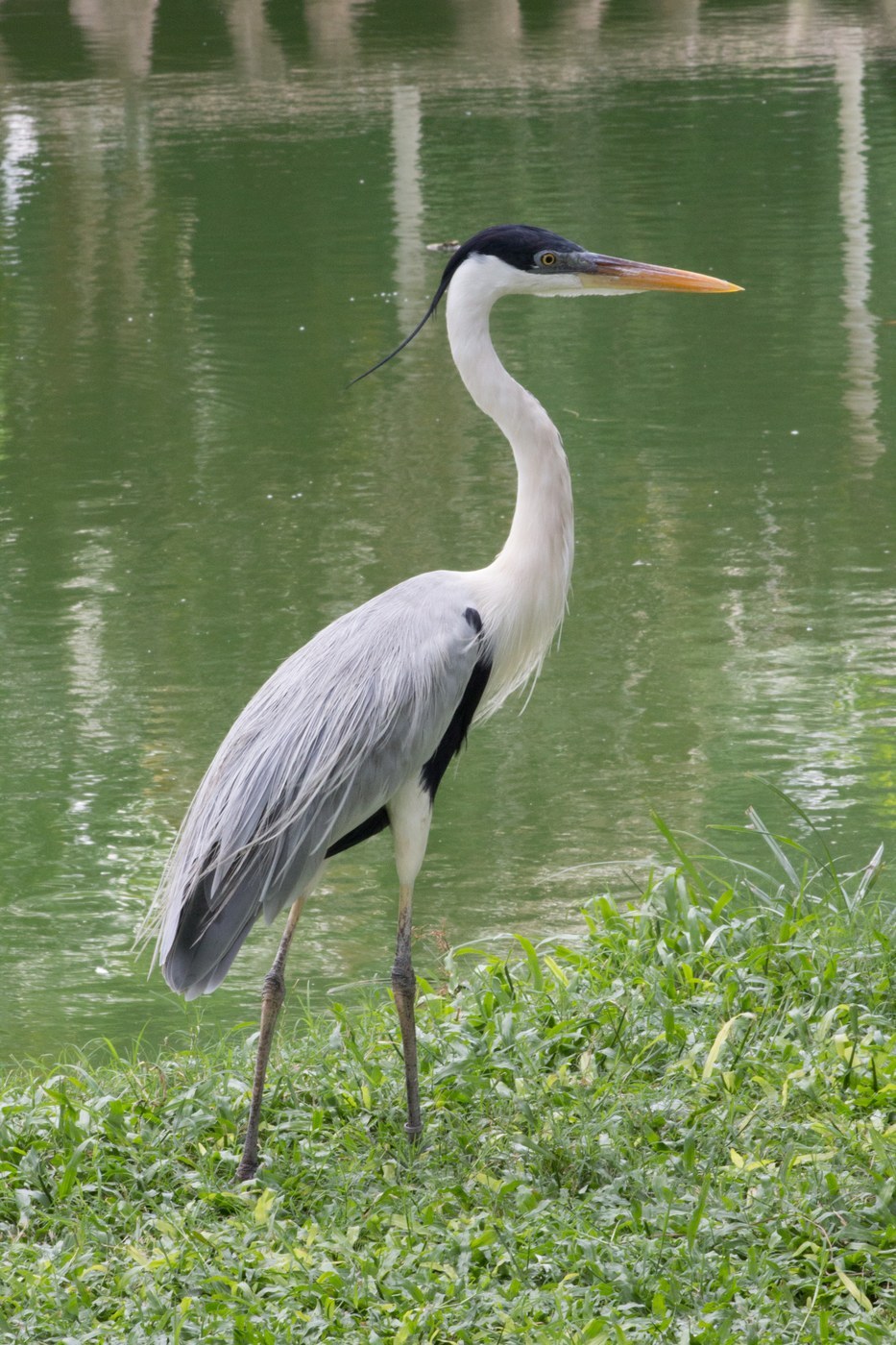 Cocoi Heron