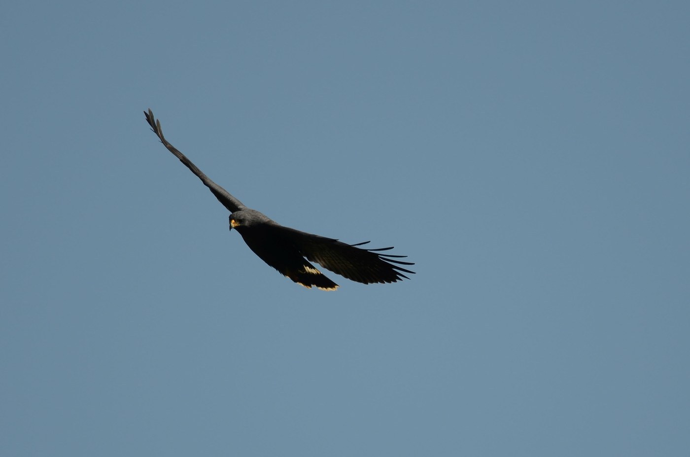 Common Black Hawk