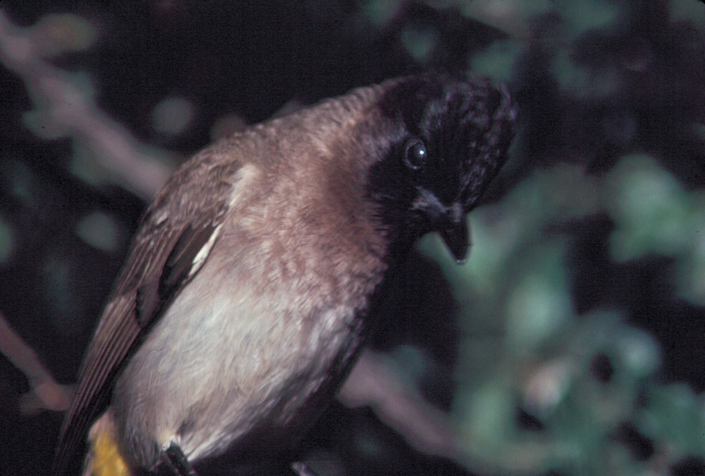Common Bulbul