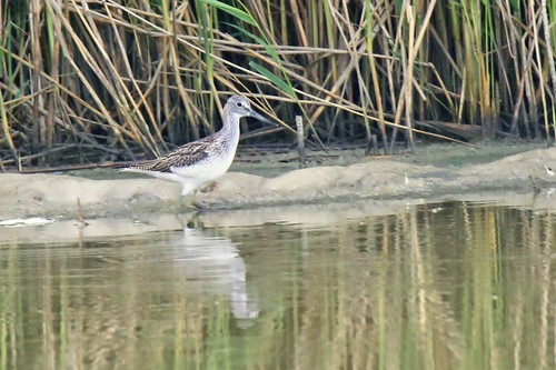 How to Identify Common Greenshank Feathers
