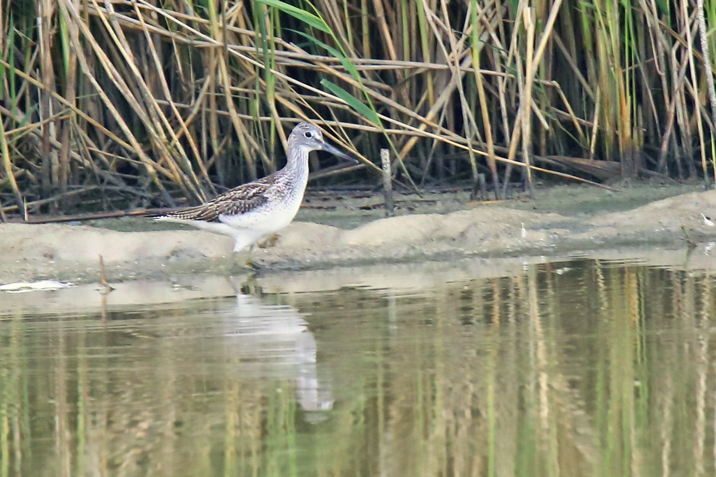 Common Greenshank