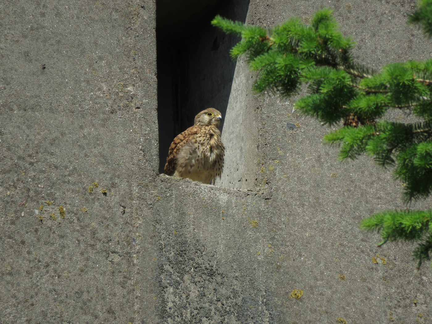 Common Kestrel