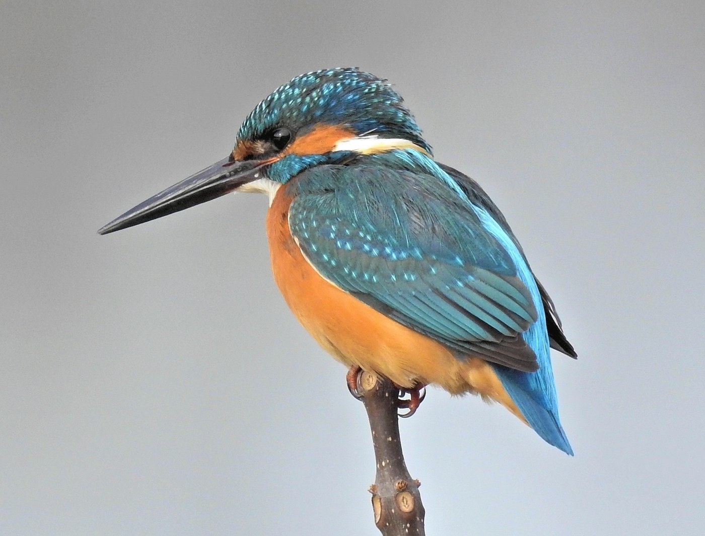 Common Kingfisher