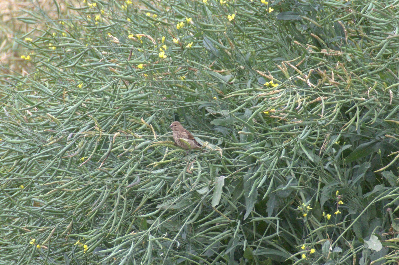 Common Linnet