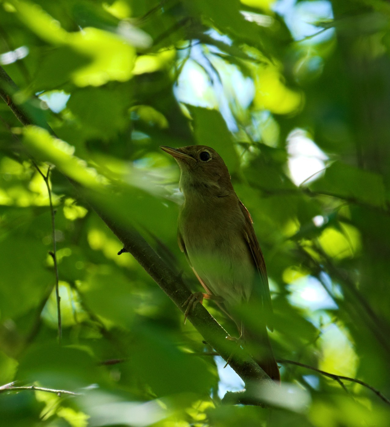 Nightingale