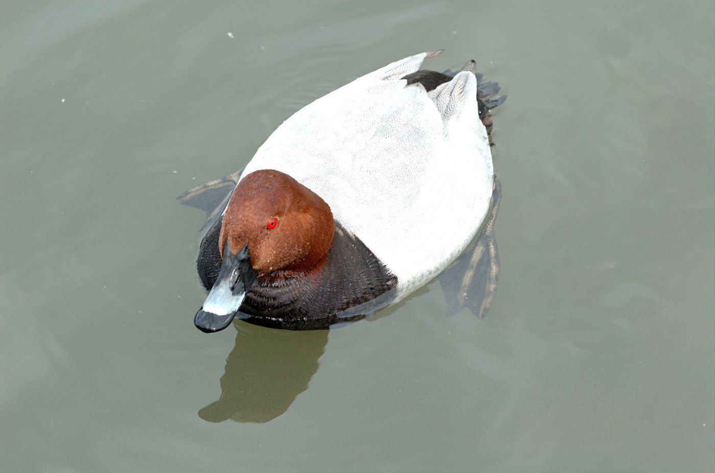 Common Pochard