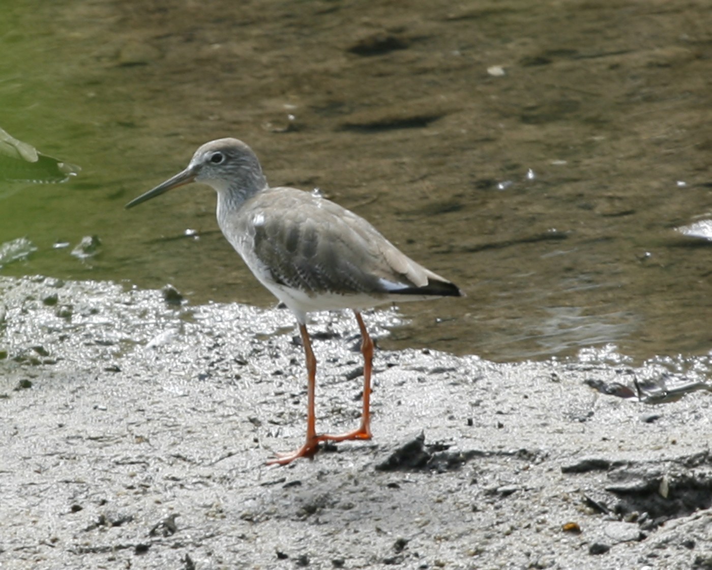 Common Redshank