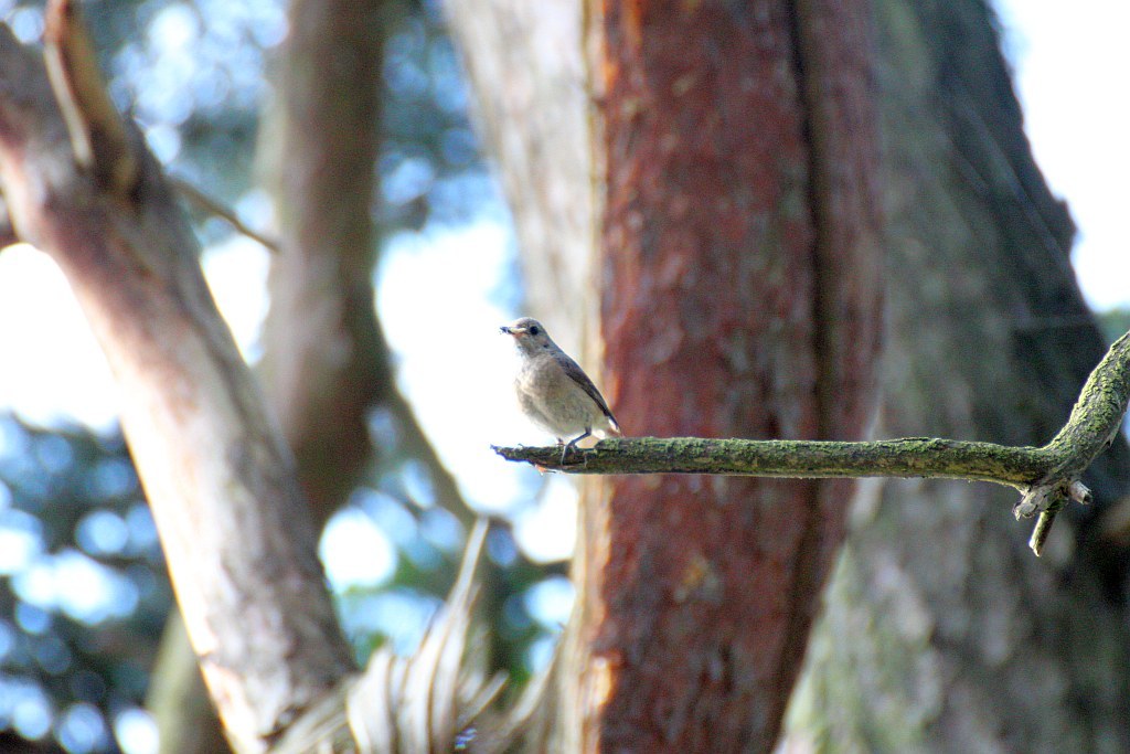 Common Redstart