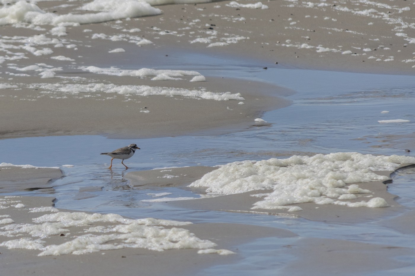 Common Ringed Plover