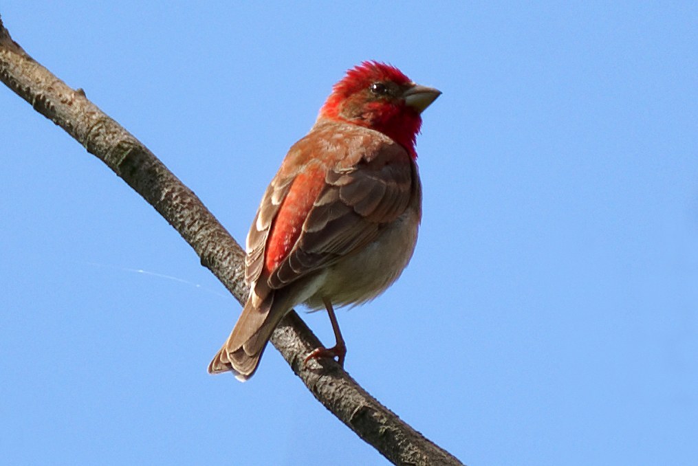 Common Rosefinch