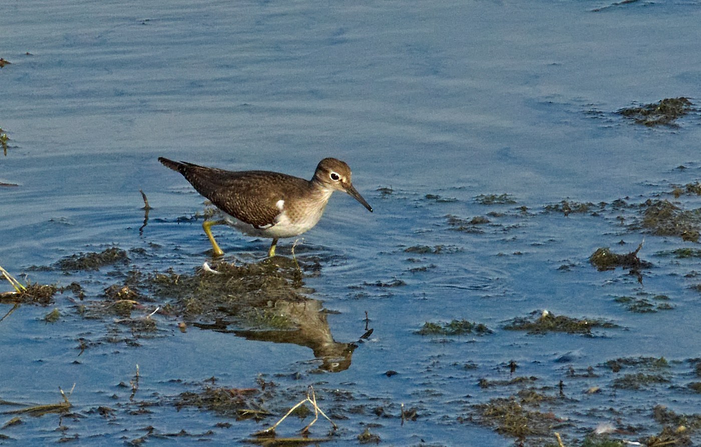 Common Sandpiper